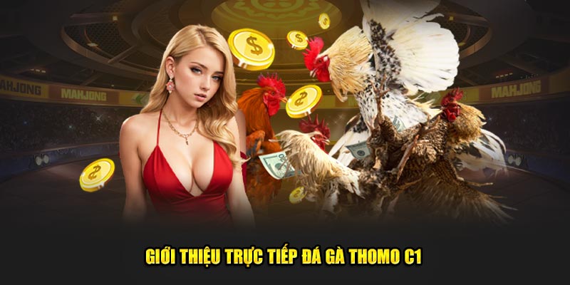 Giới thiệu đá gà Thomo C1 