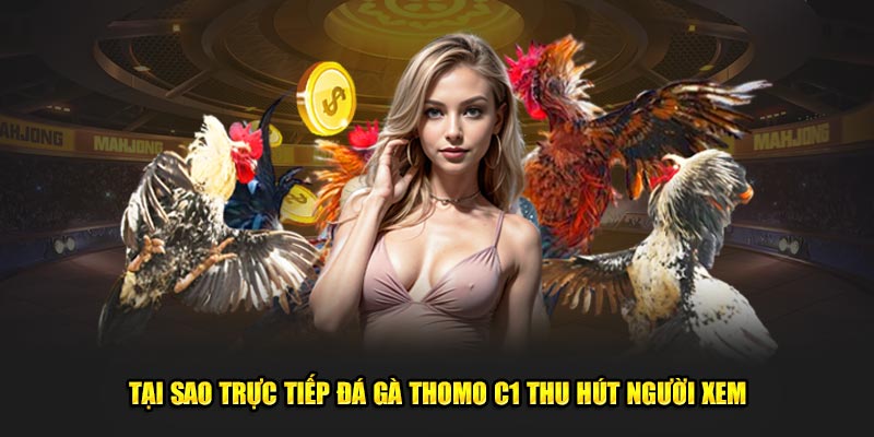 Tại sao trực tiếp đá gà Thomo C1 thu hút người xem